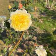 ヒメ日記 2025/12/09 09:46 投稿 まどか 人妻美人館