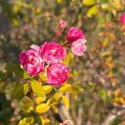 ヒメ日記 2026/01/13 15:51 投稿 まどか 人妻美人館