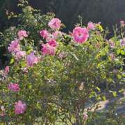 ヒメ日記 2026/01/18 18:39 投稿 まどか 人妻美人館