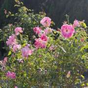 ヒメ日記 2026/03/02 18:29 投稿 まどか 人妻美人館