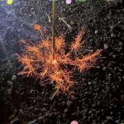 ヒメ日記 2025/08/05 10:45 投稿 由紀 セクシーキャット 小田原店