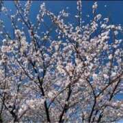 ヒメ日記 2025/04/04 13:44 投稿 まき 逢って30秒で即尺