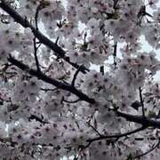 ヒメ日記 2025/04/12 13:25 投稿 まき 逢って30秒で即尺