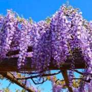 ヒメ日記 2025/04/26 14:13 投稿 ふみな フィーリング