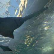 ヒメ日記 2024/12/24 23:57 投稿 凜音★ プリマドンナ