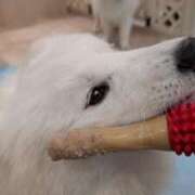 ヒメ日記 2025/01/27 08:34 投稿 凜音★ プリマドンナ