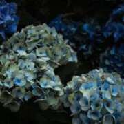 ヒメ日記 2025/06/20 23:47 投稿 凜音★ プリマドンナ