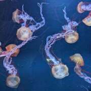 ヒメ日記 2025/08/18 09:17 投稿 凜音★ プリマドンナ