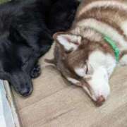 ヒメ日記 2025/10/20 09:07 投稿 凜音★ プリマドンナ