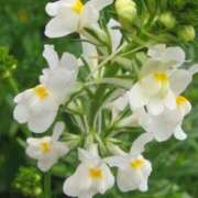 ヒメ日記 2026/03/05 08:48 投稿 れん 素人妻達☆マイふぇらレディー