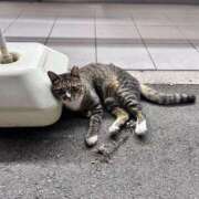 ヒメ日記 2025/09/05 23:51 投稿 陽日(はるひ) 可憐な妻たち 高崎店