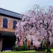 ヒメ日記 2025/04/15 20:09 投稿 遥(はるか) 可憐な妻たち 高崎店