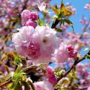 ヒメ日記 2025/04/18 23:20 投稿 遥(はるか) 可憐な妻たち 高崎店