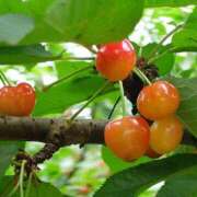 ヒメ日記 2025/06/28 21:15 投稿 遥(はるか) 可憐な妻たち 高崎店