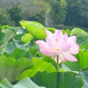 ヒメ日記 2025/08/31 22:39 投稿 遥(はるか) 可憐な妻たち 高崎店