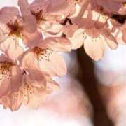 ヒメ日記 2025/04/04 21:02 投稿 奈々(なな) 可憐な妻たち 高崎店