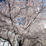 ヒメ日記 2025/04/04 22:08 投稿 天野みなみ 乳ビーナス(New Venus)