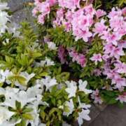 ヒメ日記 2025/04/28 09:00 投稿 松山えみ 川崎南町 素敵な奥様（川崎ハレ系）