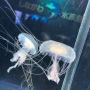 ヒメ日記 2025/05/08 21:50 投稿 かずは マリアージュ熊谷