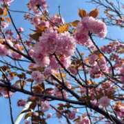 ヒメ日記 2026/04/13 21:00 投稿 かずは マリアージュ熊谷