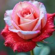 ヒメ日記 2025/05/31 11:18 投稿 友利 なな HANA-okinawa-