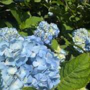 ヒメ日記 2025/06/11 07:57 投稿 友利 なな HANA-okinawa-