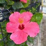 ヒメ日記 2025/06/14 13:48 投稿 友利 なな HANA-okinawa-