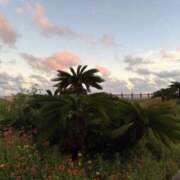 ヒメ日記 2025/06/16 10:06 投稿 友利 なな HANA-okinawa-