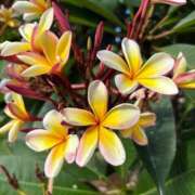 ヒメ日記 2025/07/02 06:48 投稿 友利 なな HANA-okinawa-