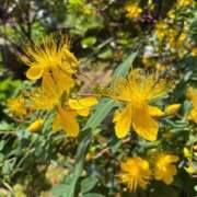 ヒメ日記 2025/07/26 12:06 投稿 友利 なな HANA-okinawa-