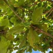 ヒメ日記 2025/09/29 13:51 投稿 友利 なな HANA-okinawa-