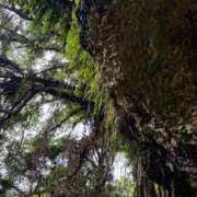 ヒメ日記 2026/01/16 09:18 投稿 友利 なな HANA-okinawa-