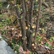 ヒメ日記 2025/03/08 16:42 投稿 ののか モアグループ大宮人妻花壇