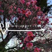 ののか ハナヒラク モアグループ大宮人妻花壇