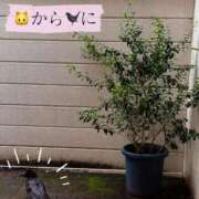 ヒメ日記 2026/07/04 09:29 投稿 ののか モアグループ大宮人妻花壇