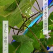 ヒメ日記 2026/07/16 08:33 投稿 ののか モアグループ大宮人妻花壇