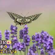 ヒメ日記 2025/05/20 19:18 投稿 ののか モアグループ春日部人妻城
