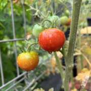 ヒメ日記 2025/07/18 23:42 投稿 沙也香 モアグループ所沢人妻城