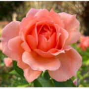 沙也香 Y様へ モアグループ所沢人妻城