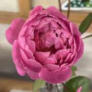 ヒメ日記 2026/01/09 23:03 投稿 沙也香 モアグループ所沢人妻城