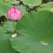 ヒメ日記 2025/06/03 08:52 投稿 ひかり 鶯谷デリヘル倶楽部