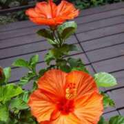 ヒメ日記 2025/07/20 10:22 投稿 ひかり 鶯谷デリヘル倶楽部