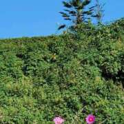 ヒメ日記 2025/10/20 20:52 投稿 ひかり 鶯谷デリヘル倶楽部