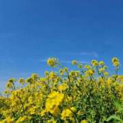 ひかり 春～ 鶯谷デリヘル倶楽部