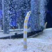 ヒメ日記 2025/08/05 09:33 投稿 はっか 大垣羽島安八ちゃんこ