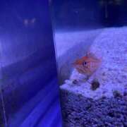 ヒメ日記 2025/08/08 09:10 投稿 はっか 大垣羽島安八ちゃんこ