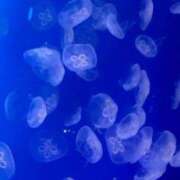 ヒメ日記 2025/09/03 19:01 投稿 えま ピーチガール