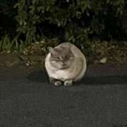 ヒメ日記 2025/01/28 14:18 投稿 ステラ Cawaiiハイ！スクールリターンズ