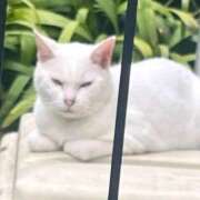 ヒメ日記 2025/09/16 16:08 投稿 ステラ Cawaiiハイ！スクールリターンズ