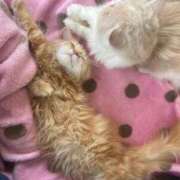 ヒメ日記 2025/10/21 15:27 投稿 ステラ Cawaiiハイ！スクールリターンズ